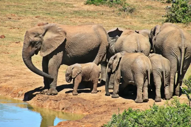 El video de unos elefantes del Zoológico de San Diego protegiendo a los mas pequeños durante el sismo se ha hecho viral en redes sociales.