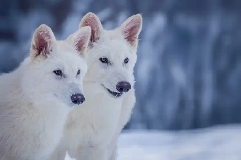 El lobo terrible, famoso por inspirar al animal que simboliza la Casa Star en la serie Games of Thrones, se extinguió hace casi 13 mil años.